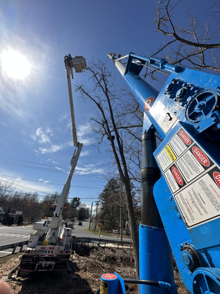 Bucket Truck and Crane-Assisted Tree Removal