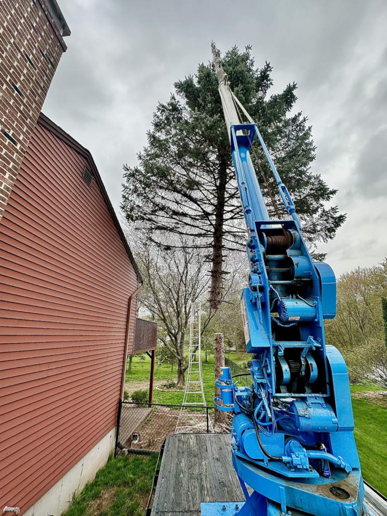 Tree Removal Beside Residential Home