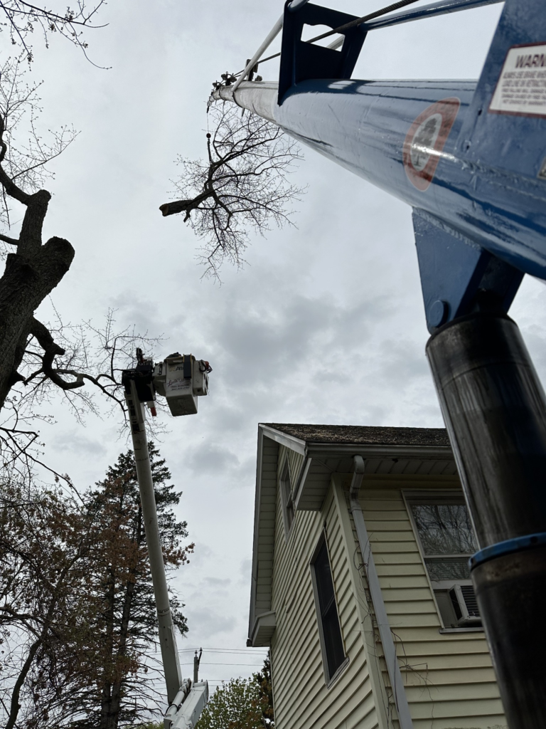 Elevated Tree Cutting and Rigging Near Home