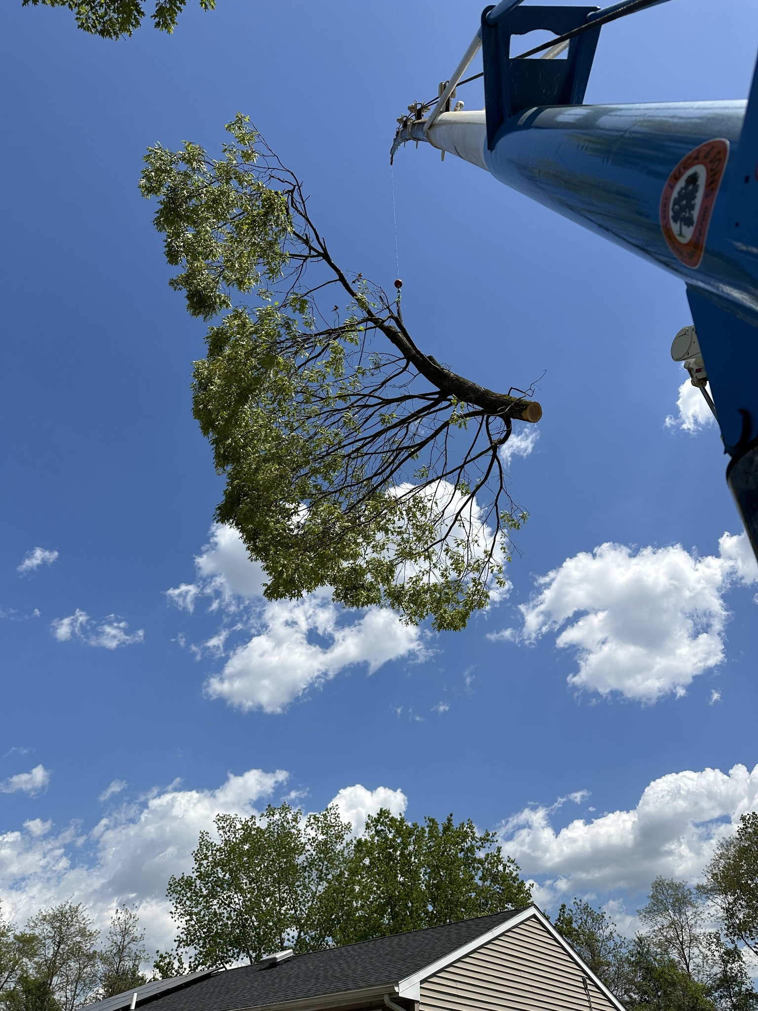 Cut leafy tree branch suspended by a cable from a blue tree removal crane above a residential roof.